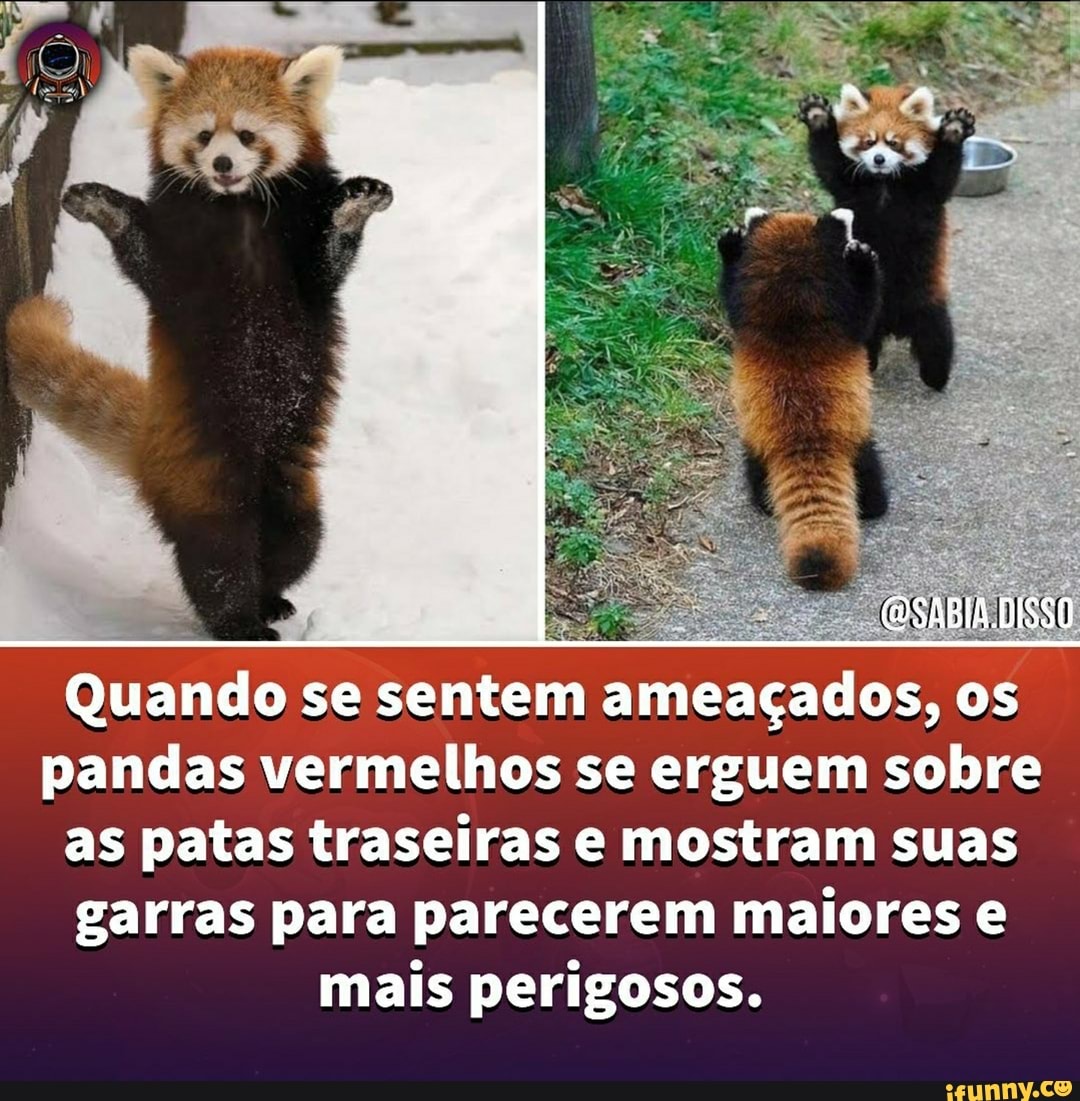 (DSABIA
Quando se sentem ameaçados, os pandas vermelhos se erguem sobre as patas traseiras e mostram suas garras para parecerem maiores e mais perigosos.