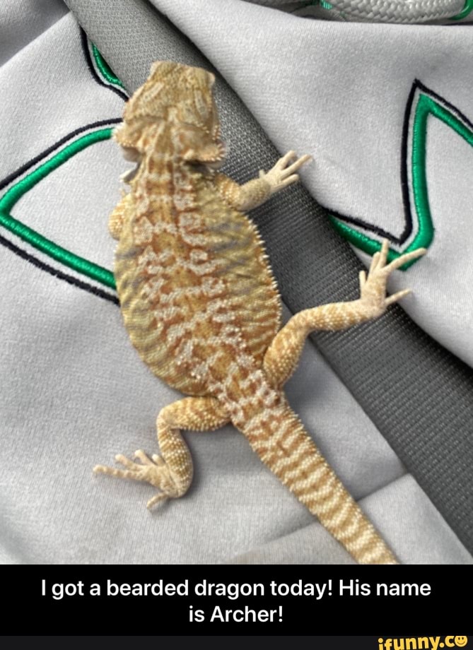 I got a bearded dragon today! His name is Archer! - I got a bearded dragon today! His name is Archer!