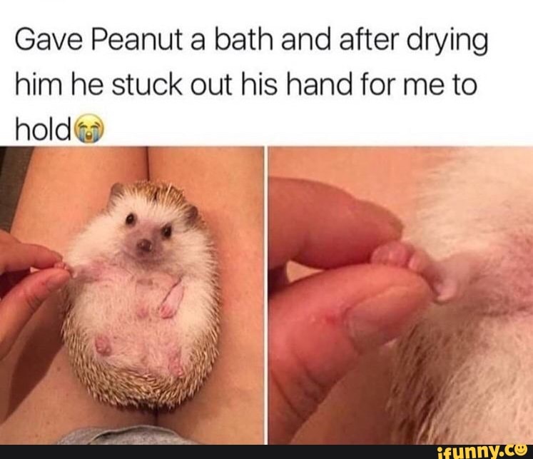 Gave Peanut a bath and after drying
him he stuck out his hand for me to hold@