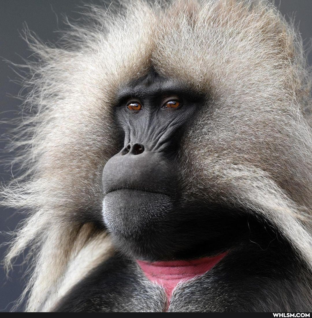 funny, monkey, wildlife