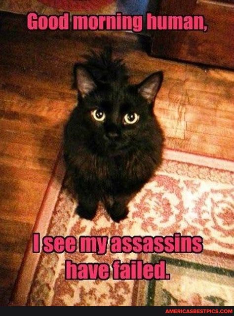 Good morning human,