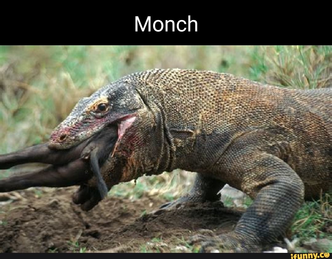 Monitorlizards Memes. Best Collection Of Funny Monitorlizards Pictures 