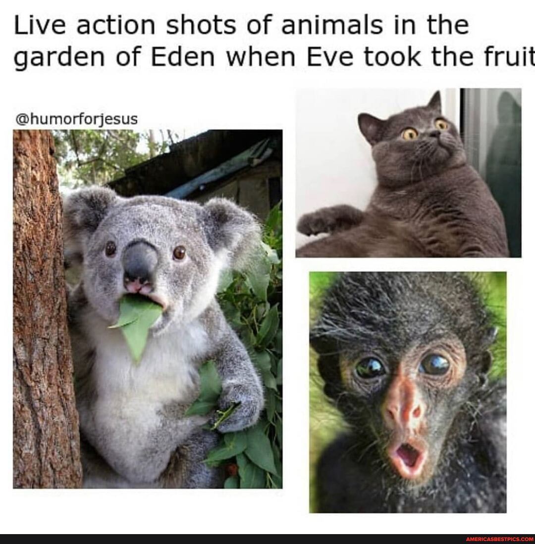 Live action shots of animals in the garden of Eden when Eve took the fruit
@humorforjesus