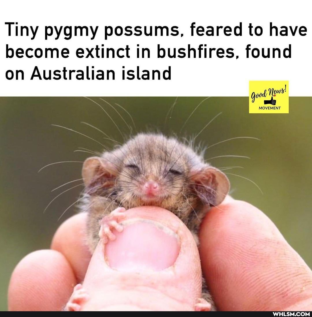 Tiny pygmy possums, feared to have become extinct in bushfires, found on Australian island
MOVEMENT