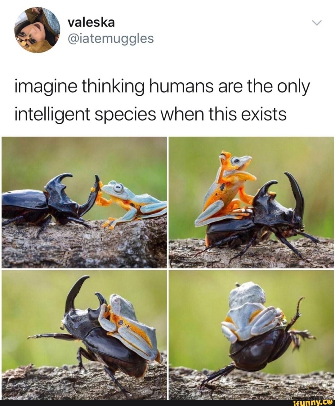 imagine thinking humans are the only
intelligent species when this exists