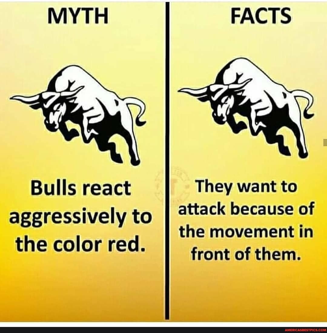 MYTH FACTS Bulls react They want to ageressively to attack because of d the...