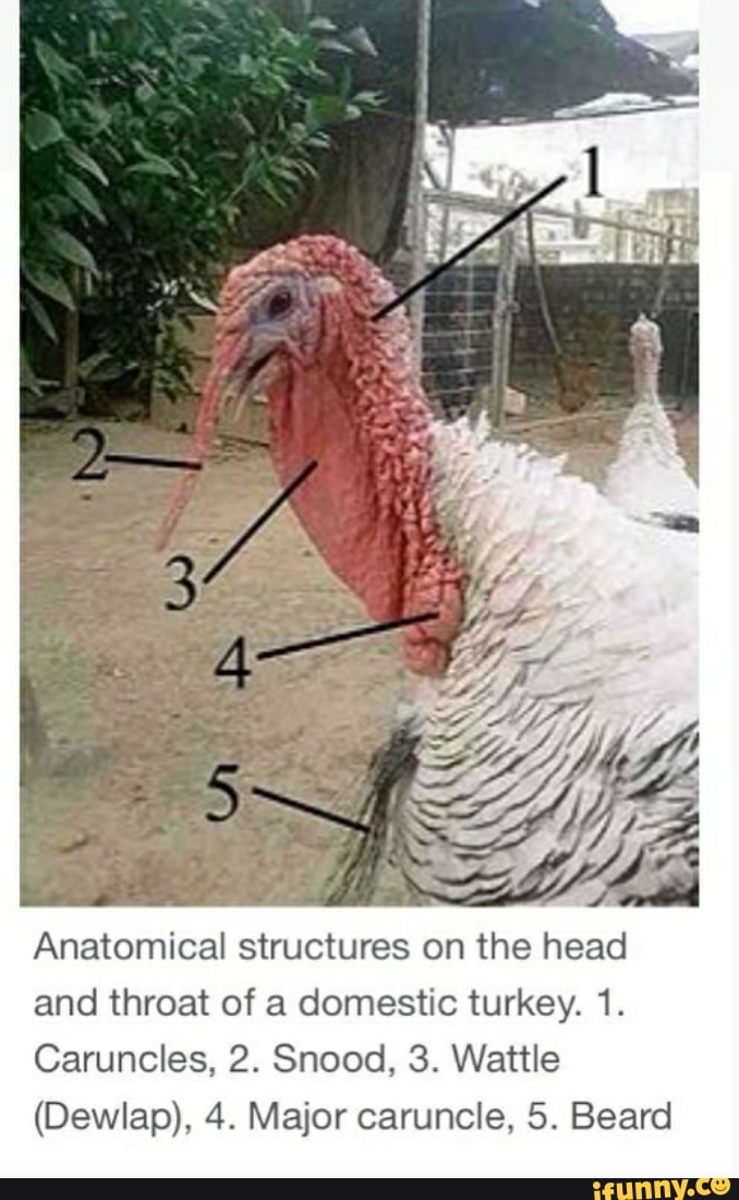 Anatomical structures on the head and throat of a domestic turkey. 1