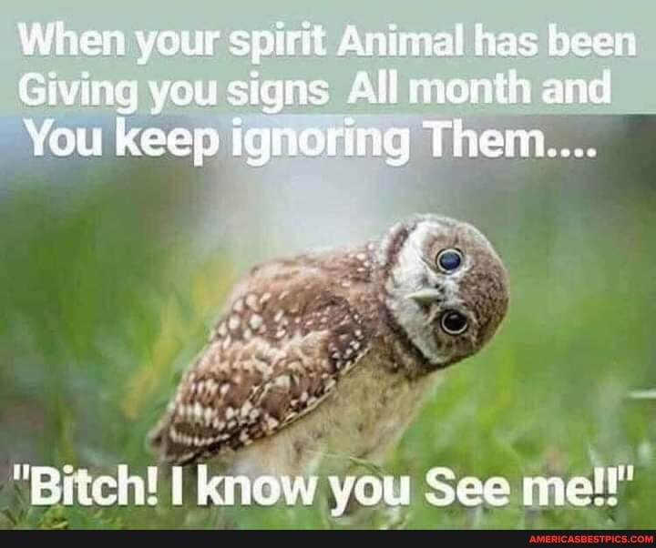 When your spirit Animal has been
Giving you signs Alli menth and
You keep ignoring Them....
thee"
"Bitch! know you See me!!