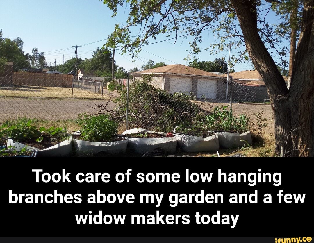 Took care of some low hanging
branches above my garden and a few
widow makers today - Took care of some low hanging branches above my garden and a few widow makers today