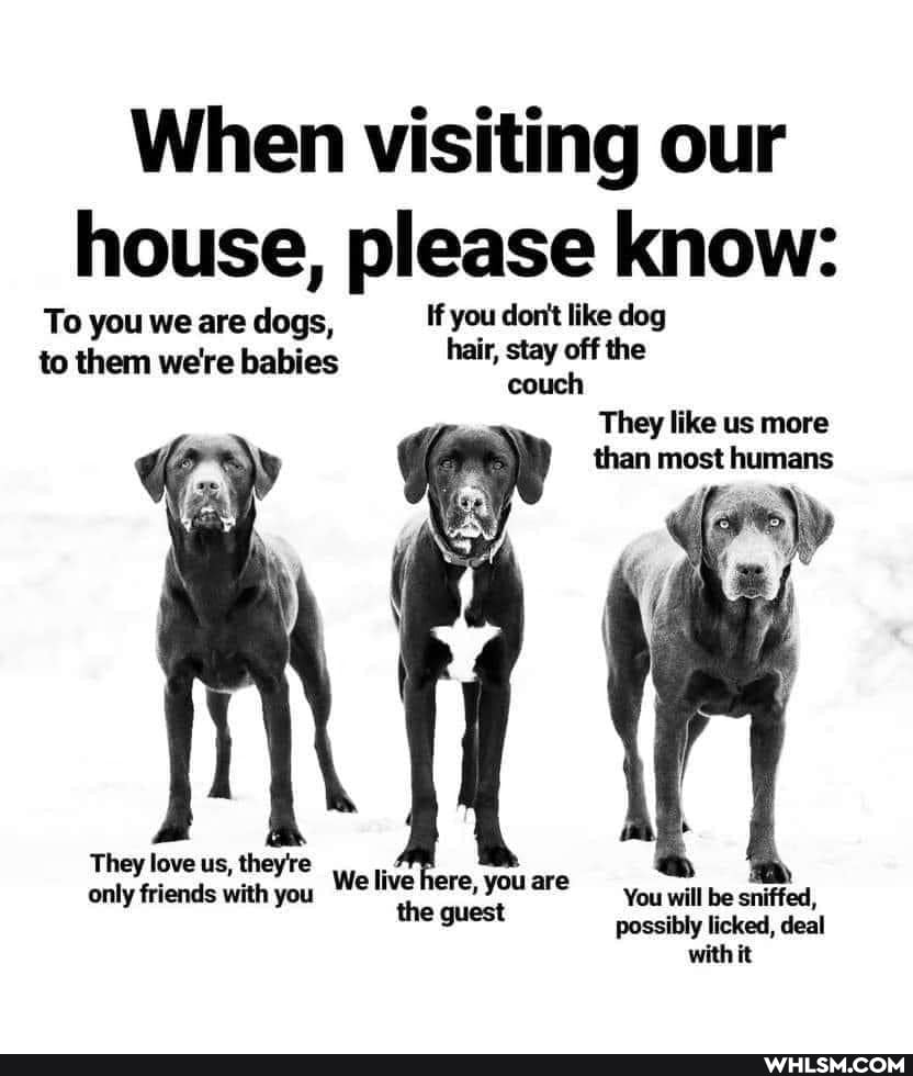 When visiting our house, please know:
To you we are dogs, If you don't like dog to them were babies hair, stay off the couch
They like us more
than most humans
They love us, they're only friends with you We ere, YOU You will be sniffed, guest possibly licked, deal
with it