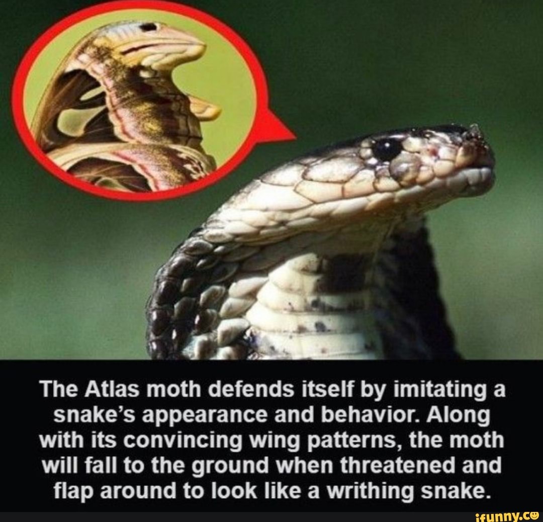 The Atlas moth defends itself by imitating a
snake's appearance and behavior. Along
with its convincing wing patterns, the moth
will fall to the ground when threatened and
flap around to look like a writhing snake.