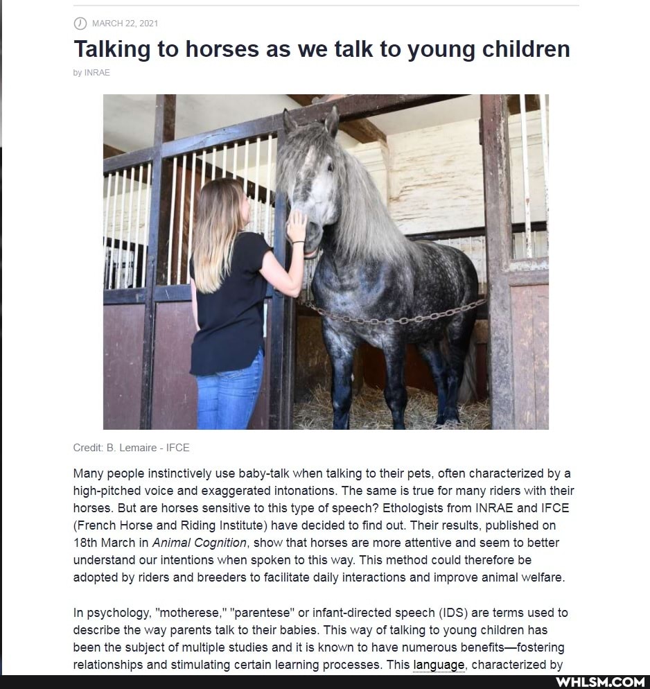 Talking to horses as we talk to young children
Credit: B. Lemaire - IFCE
Many people instinctively use baby-talk when talking to their pets, often characterized by a high-pitched voice and exaggerated intonations. The same is true for many riders with their horses. But are horses sensitive to this type of speech? Ethologists from INRAE and IFCE
(French Horse and Riding Institute) have decided to find out. Their results, published on
18th March in Animal Cognition, show that horses are more attentive and seem to better understand our intentions when spoken to this way. This method could therefore be adopted by riders and breeders to facilitate daily interactions and improve animal welfare.
In psychology, "motherese," "parentese" or infant-directed speech (IDS) are terms used to describe the way parents talk to their babies. This way of talking to young children has been the subject of multiple studies and it is known to have numerous benefits-fostering