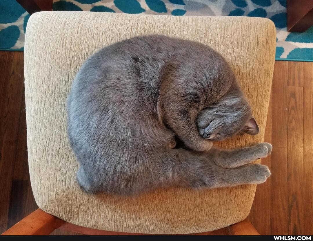 funny, cat, kitten
