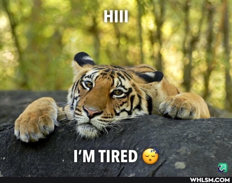 funny, tiger_king