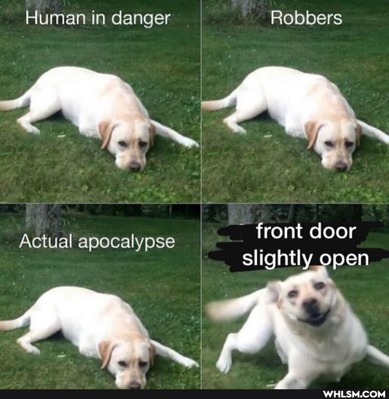 Human in danger Robbers
front door
Actual apocalypse slightly open