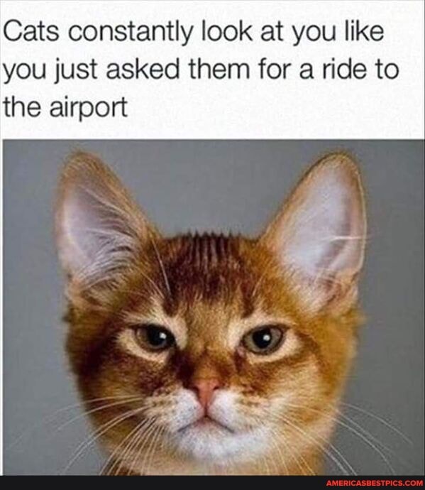 Cats constantly look at you like you just asked them for a ride to the airport