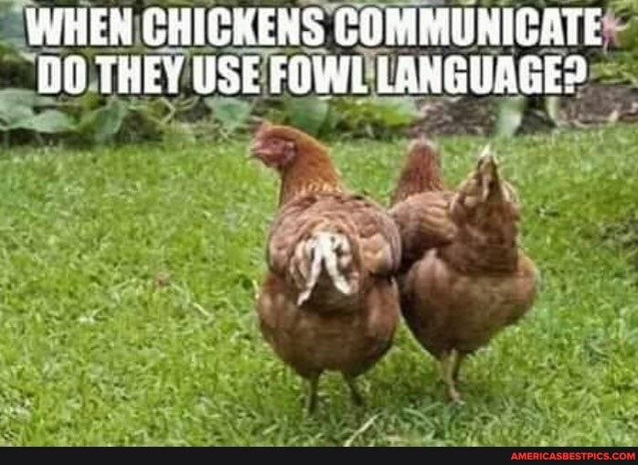 WHEN CHICKENS COMMUNICATE THEY USE FOWL LANGUAGE?
