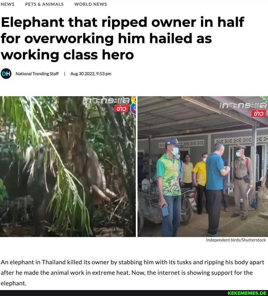 NEWS PETS& ANIMALS WORLD NEWS Elephant that ripped owner in half for overworking