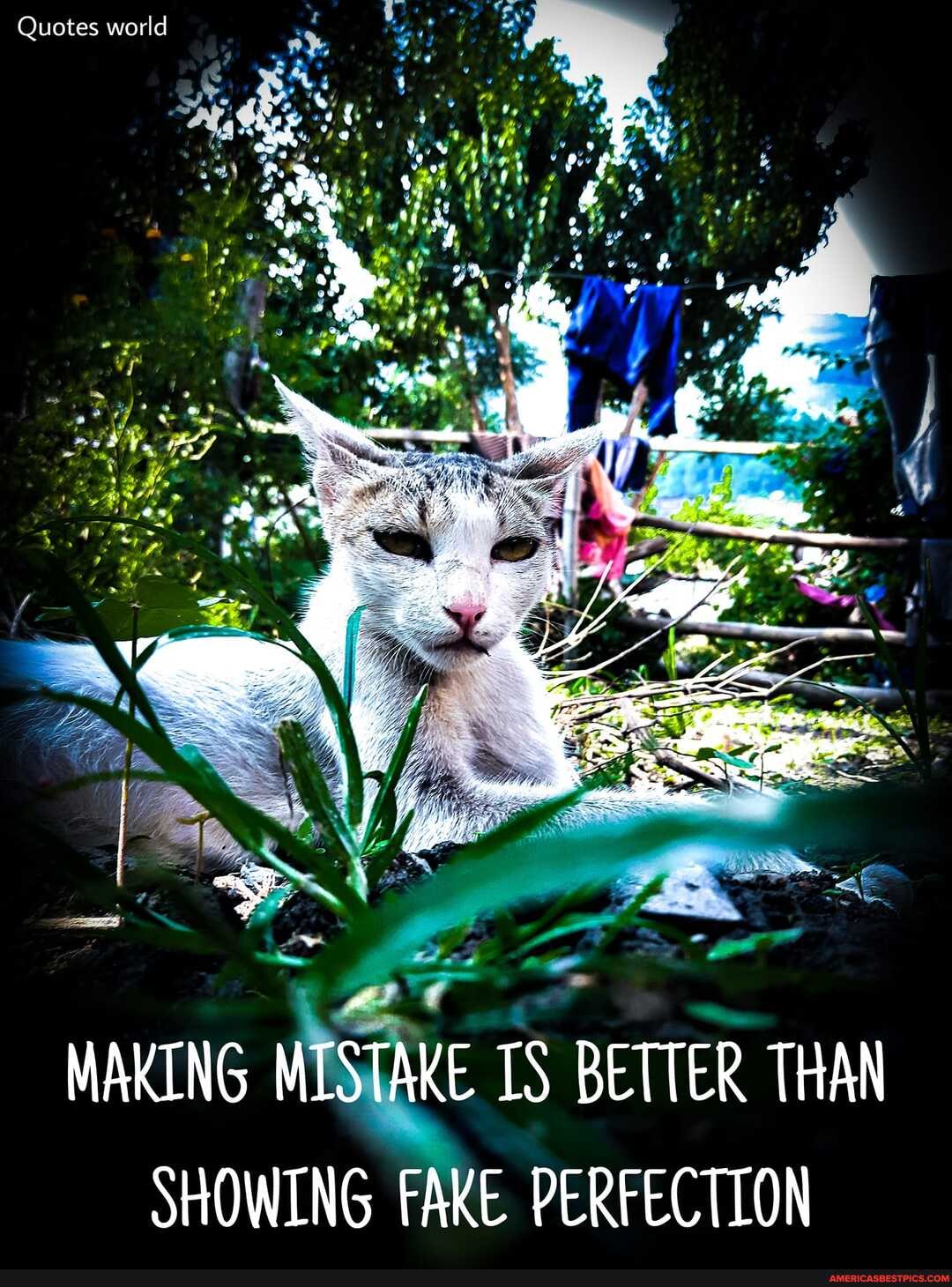 Quotes world
MAKING MISTAKE IS BETTER THAN SHOWING FAKE PERFECTION
