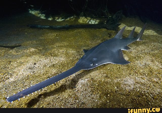 Sawfish memes. Best Collection of funny Sawfish pictures on iFunny