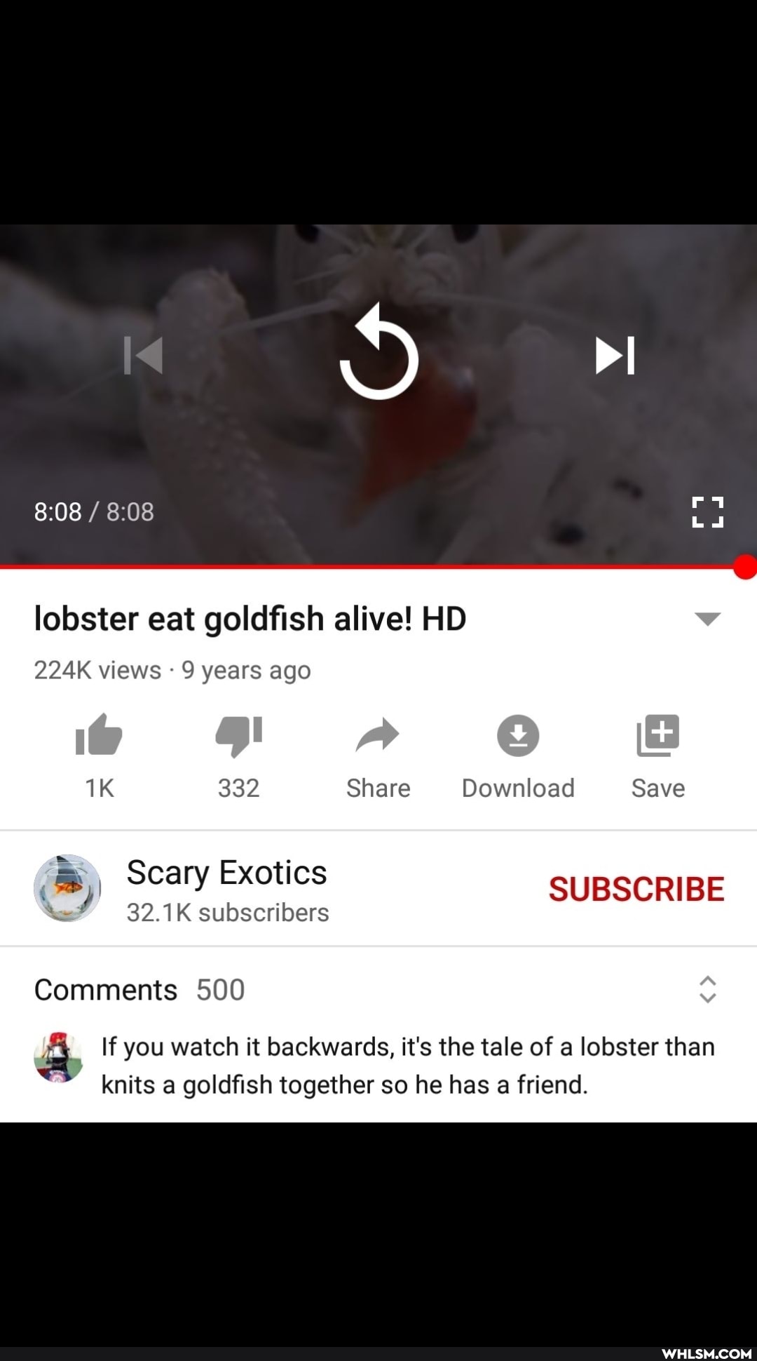 lobster eat goldfish alive! HD
224K views 9 years ago
332 Share Download Save
@ Scary Exotics
32.1K subscribers
SUBSCRIBE
Comments 500
If you watch it backwards, it's the tale of a lobster than knits a goldfish together so he has a friend.