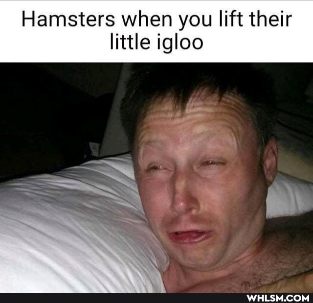 Hamsters when you lift their
little igloo