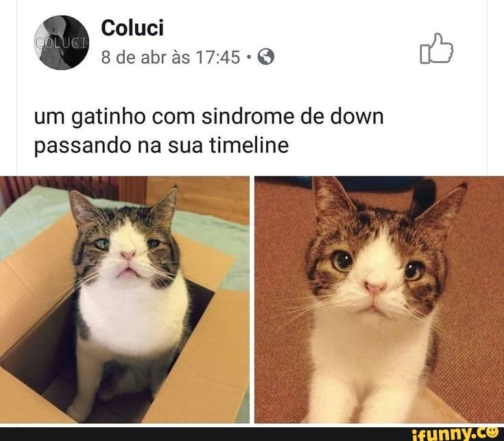 Coluci de abr s
um gatinho com sindrome de down passando na sua timeline