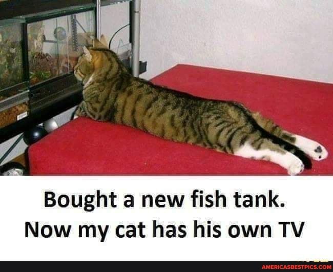 cat tv fish