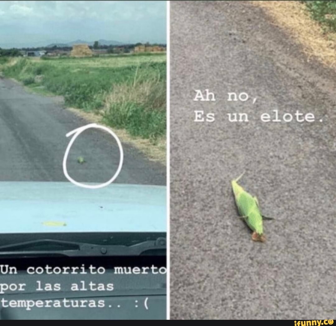 n cotorrito muerto
por las altas
temperaturas...