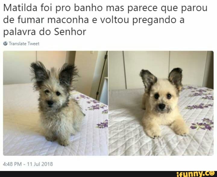 Matilda foi pro banho mas parece que parou
de fumar maconha e voltou pregando a
palavra do Senhor
Alia
