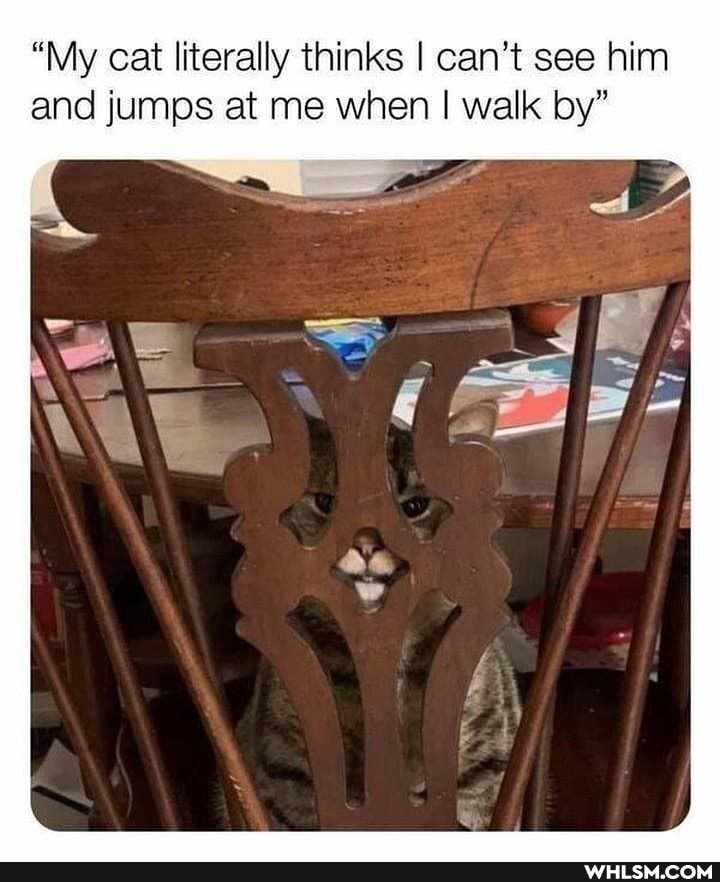"My cat literally thinks I can't see him and jumps at me when I walk by"