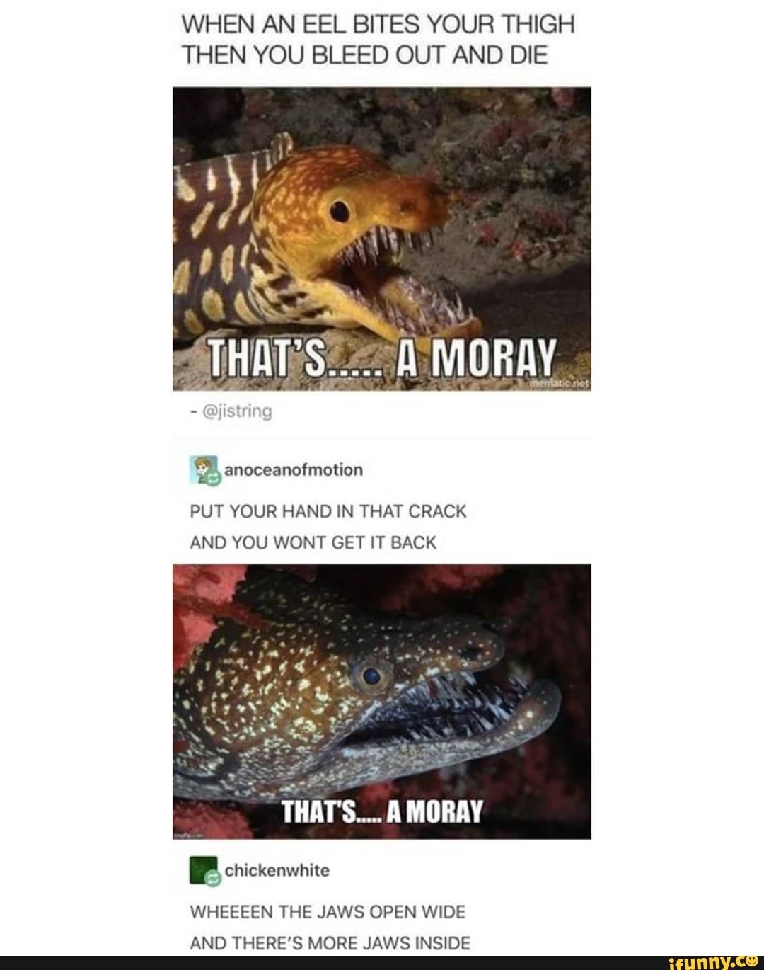 WHEN AN EEL BITES YOUR THIGH THEN YOU BLEED OUT AND DIE THATS..... MORAY jiswing