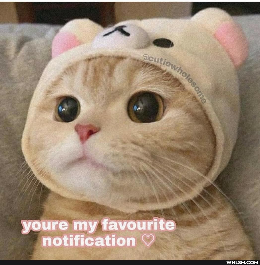 youre my favour feation VV