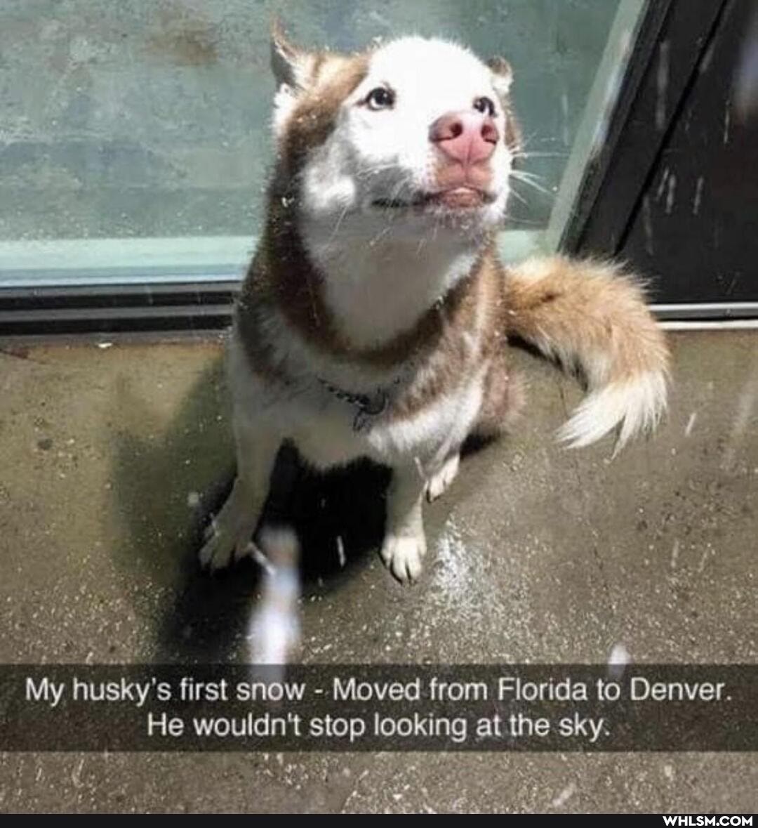My husky's first snow - Moved from Florida to to Denver,
He wouldn't stop looking at the sky