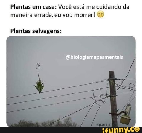 Plantas em casa: Você está me cuidando da
maneira errada, eu vou morrer! Plantas selvagens: