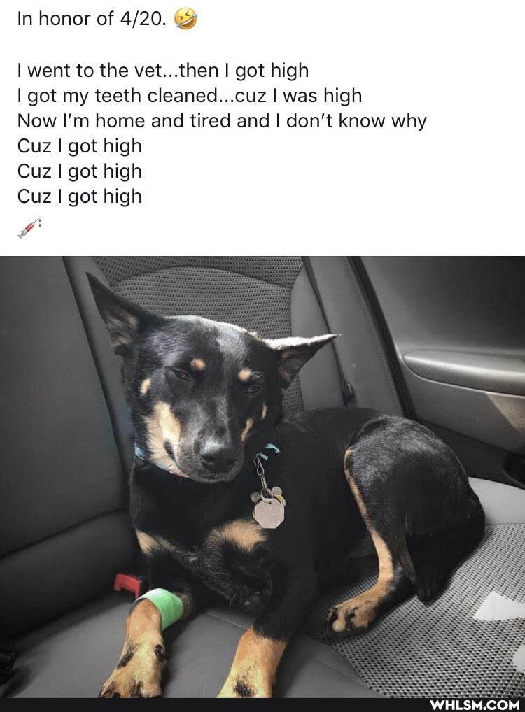 In honor of
I went to the vet...then I got high
got my teeth cleaned...cuz I was high
Now I'm home and tired and I don't know why
Cuz I got high
Cuz I got high
Cuz I got high