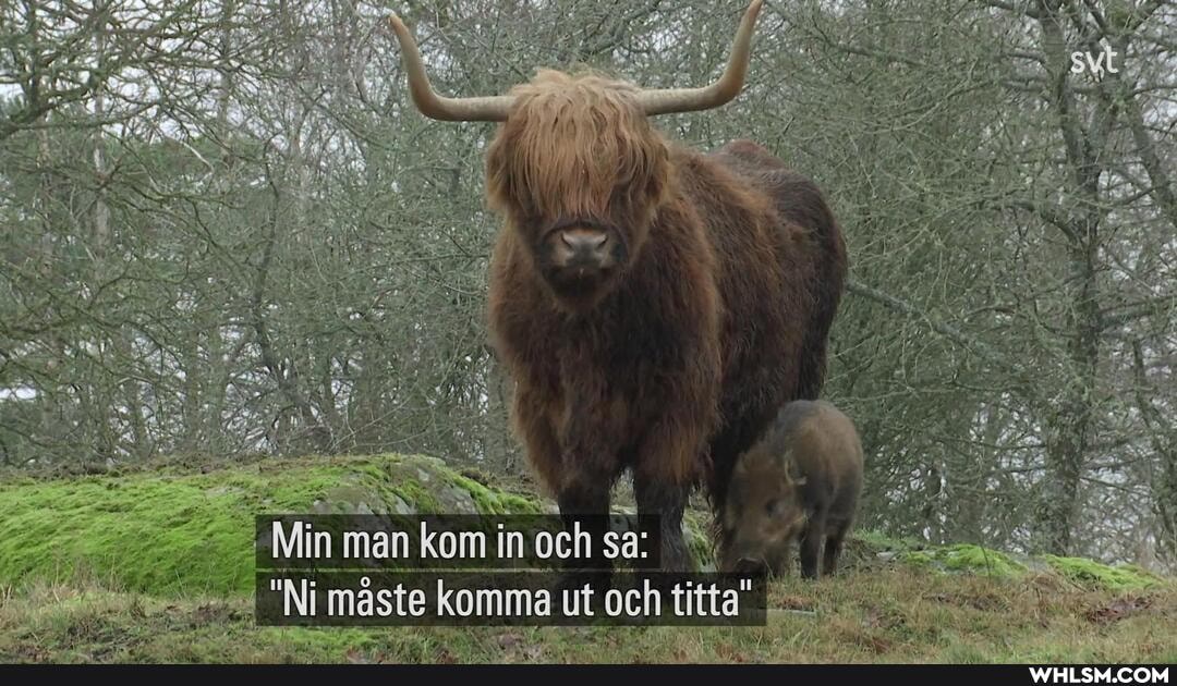 Min man kom in in och sa:
Ni maste komma ut och titta