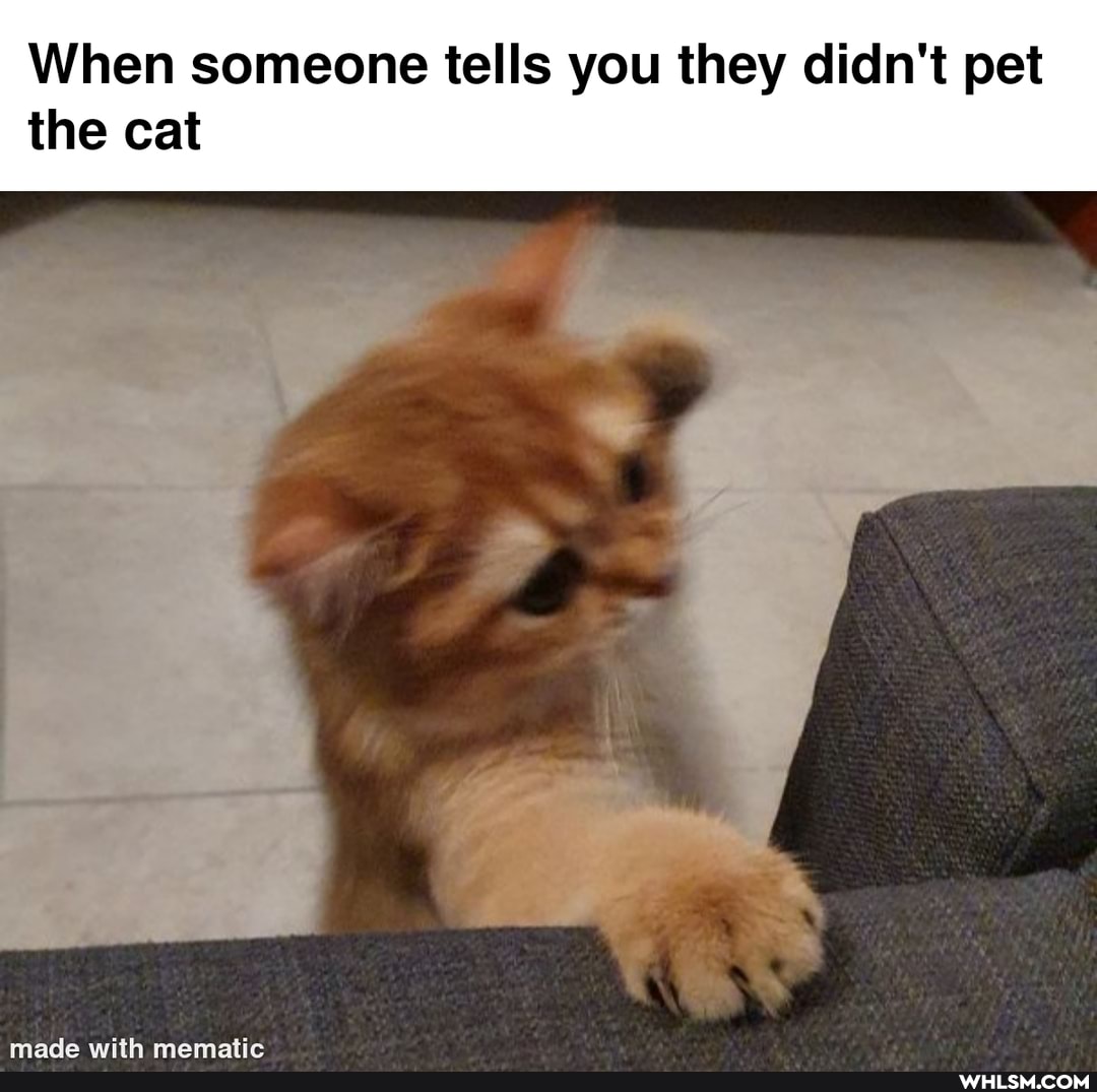 When someone tells you they didn't pet the cat
