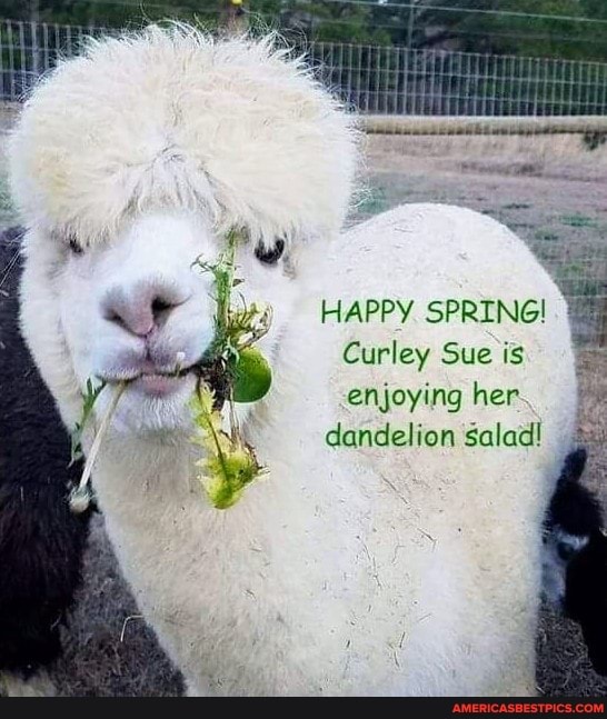 HAPPY
Curley Sue is enjoying her dandelion salad!