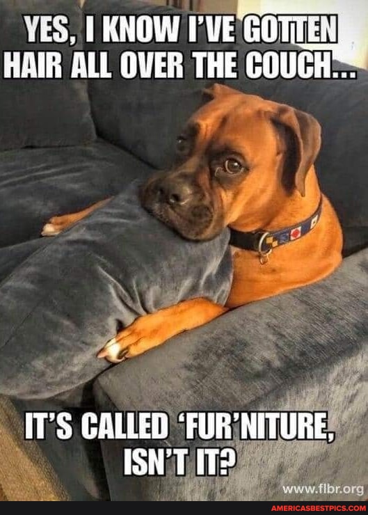 URNOW I'VE GOTTE HAIR ALL OVER THE ITS GALLED "FURNITURE. ISN'T IT