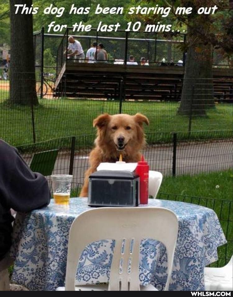 This dog has been staring me out for the last 10 mins...