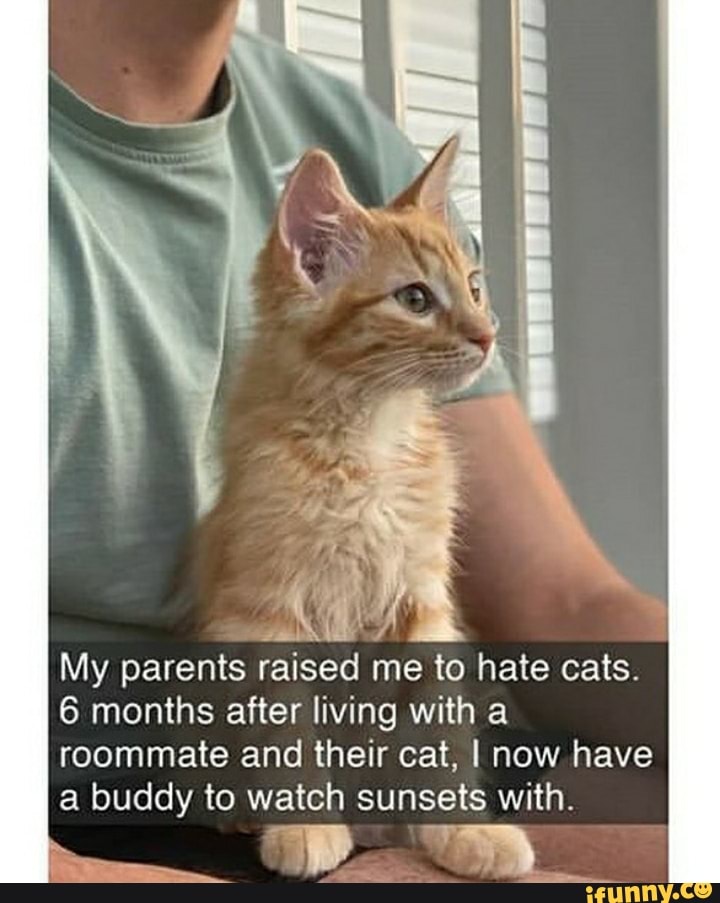 My parents raised me to hate cats.
6 months after living with a
roommate and their cat, I now have
a buddy to watch sunsets with.