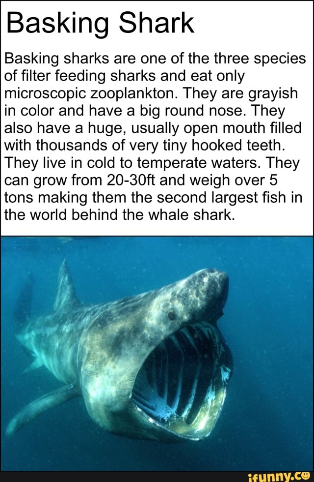 basking-shark-basking-sharks-are-one-of-the-three-species-of-filter