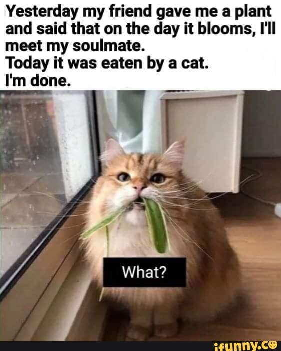 Yesterday my friend gave me a plant
and said that on the day it blooms, I'll
meet my soulmate.
Today it was eaten by a cat.