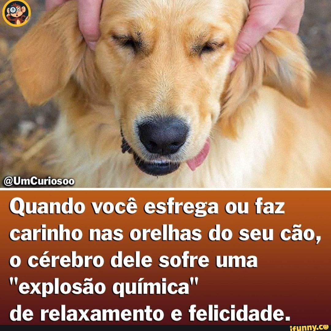 Quando você esfrega ou faz carinho nas orelhas do seu cão, o cérebro dele sofre uma
"explosão química"
de relaxamento e felicidade.