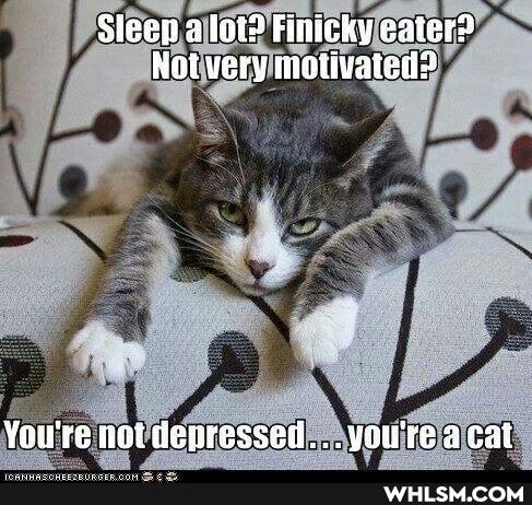 Sleen lot? Finicky eater2
Not very inotivated?
You're not depressed... you're acat