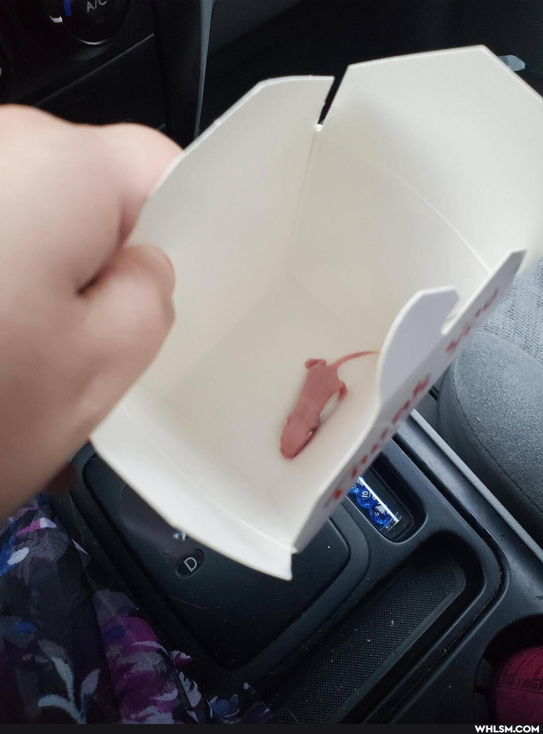 baby_animals, snake, snek, danger_noodle, live_food