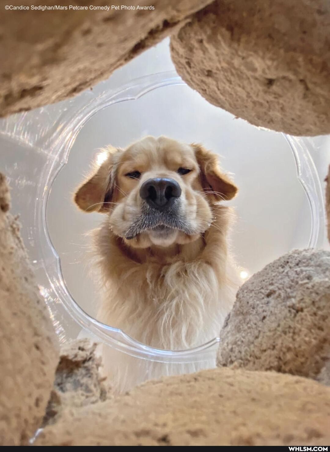Candies SedighanfMars Petcare Comedy Pet Photo Awards