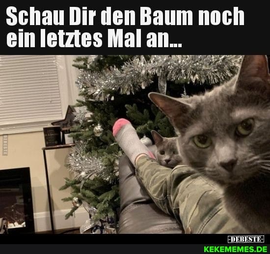 Schau Dir den Baum noch ein letztes Mal an...