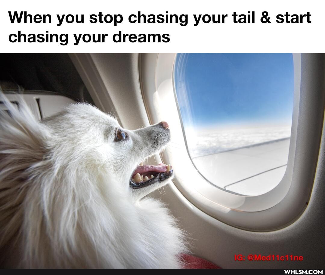 When you stop chasing your tail & start chasing your dreams